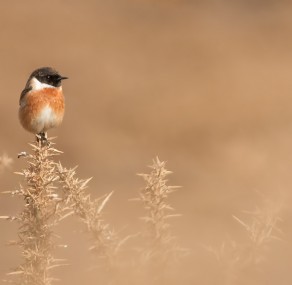 סטארט אפ עם תמיכה שמימית