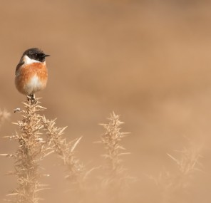 סטארט אפ עם תמיכה שמימית