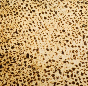 פסח שמח מ״ליבא״