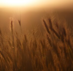 הספירה והצפירה