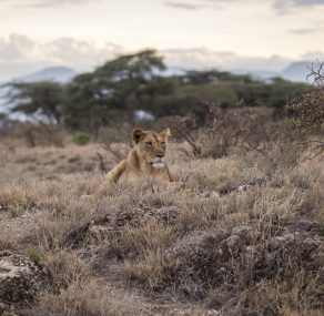 חיה פנימית ושמה חרדה