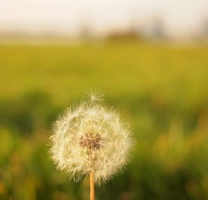 למה אתה מתפלל