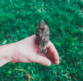 כוחה של הפגיעות