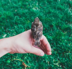 כוחה של הפגיעות