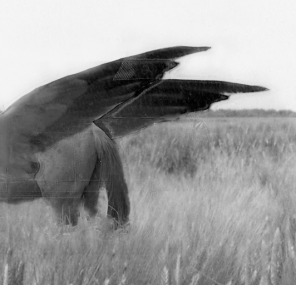 חסד, תשוקה וספק