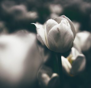 מה שהיה יכול להיות