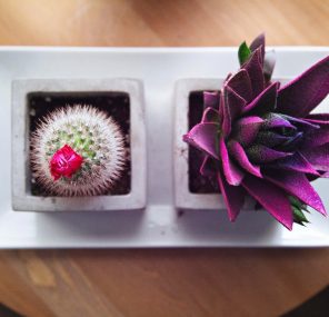 הפוסל במומו פוסל