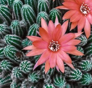 ארץ מאכזבת יושביה?