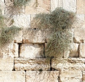 חורבן ותלישות